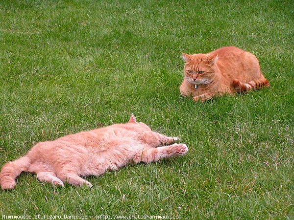 Photo de Chat domestique