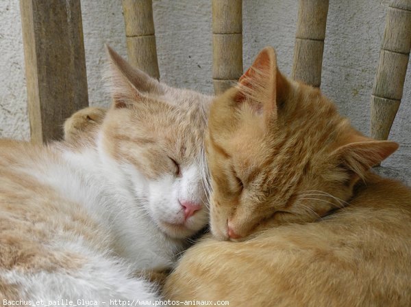 Photo de Chat domestique