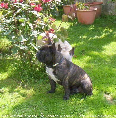 Photo de Bouledogue franais