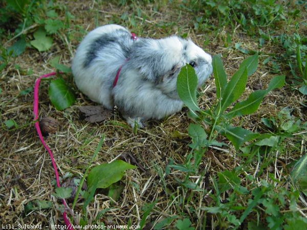 Photo de Cochon d'inde