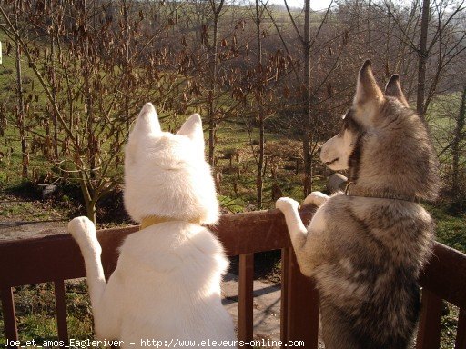 Photo de Husky siberien