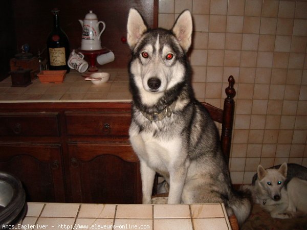 Photo de Husky siberien