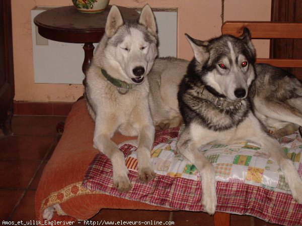 Photo de Husky siberien