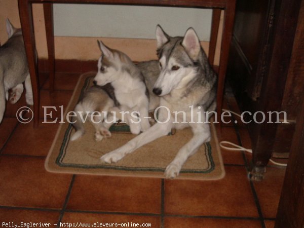 Photo de Husky siberien