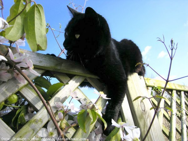 Photo de Chat domestique