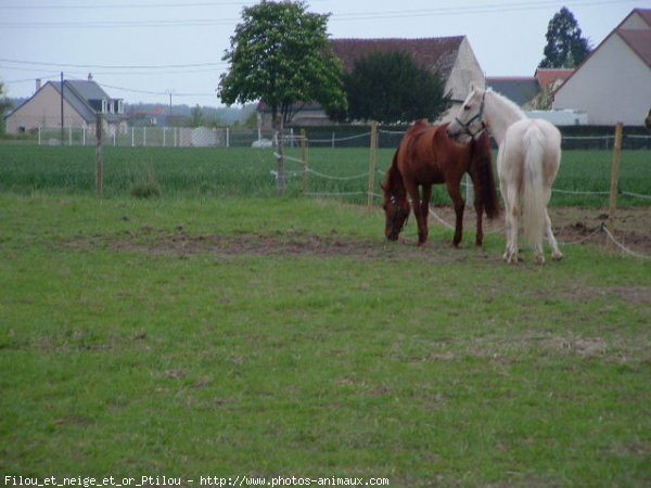 Photo de Races diffrentes