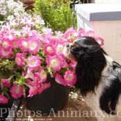 Photo de Cavalier king charles spaniel