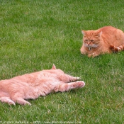 Photo de Chat domestique