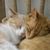 Photo de Chat domestique