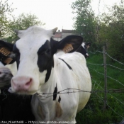 Photo de Vache