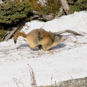 Photo de Marmotte