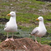 Photo de Mouette