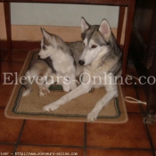 Photo de Husky siberien