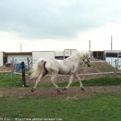 Photo de Poney franais de selle