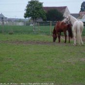 Photo de Races diffrentes