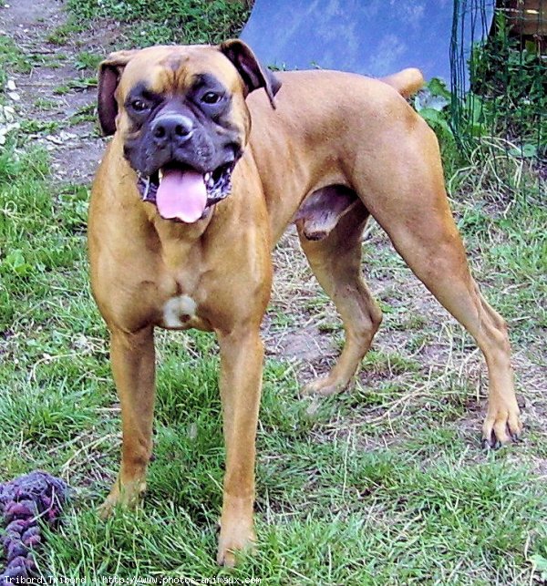 Photo de Boxer