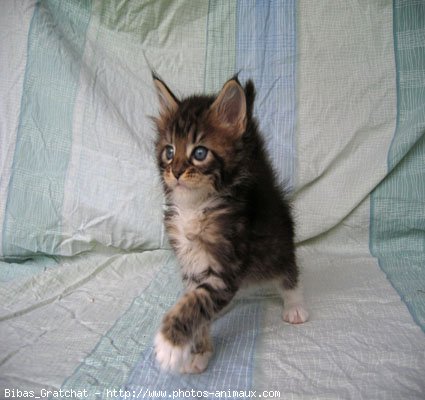 Photo de Maine coon