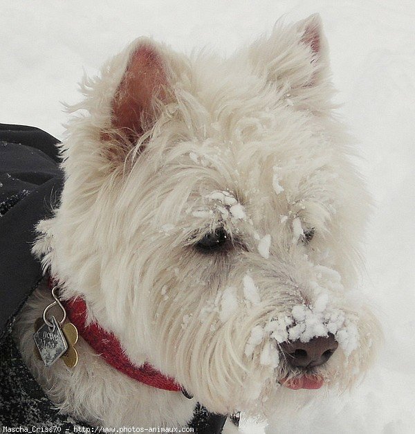 Photo de West highland white terrier