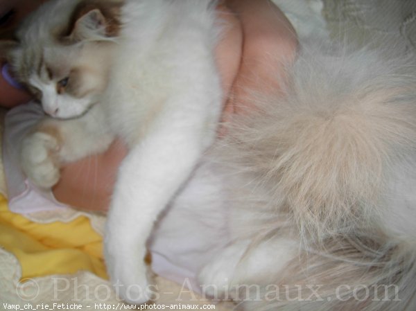 Photo de Ragdoll