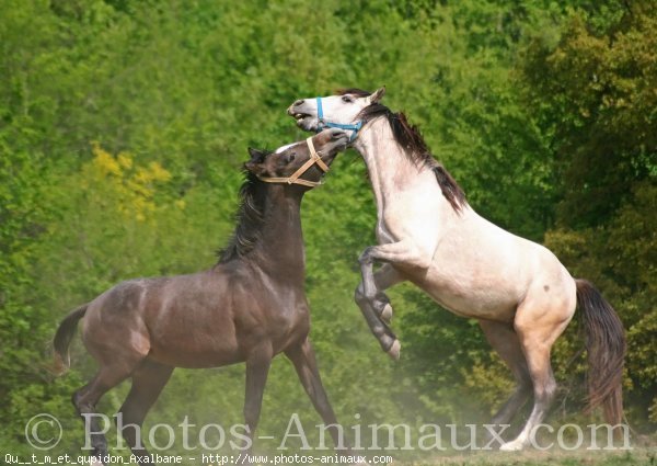 Photo de Races diffrentes