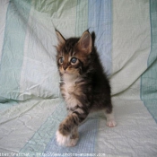 Photo de Maine coon