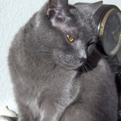 Photo de Chartreux