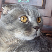 Photo de Scottish fold