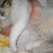 Photo de Ragdoll