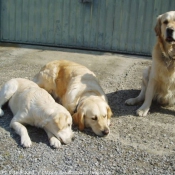 Photo de Golden retriever