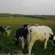 Photo de Vache