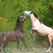 Photo de Races diffrentes