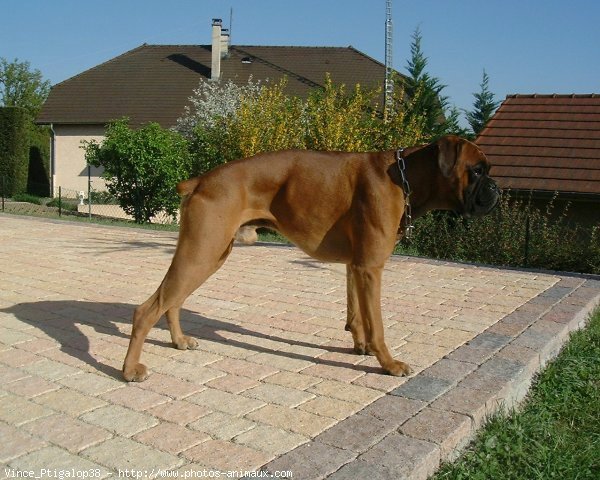 Photo de Boxer