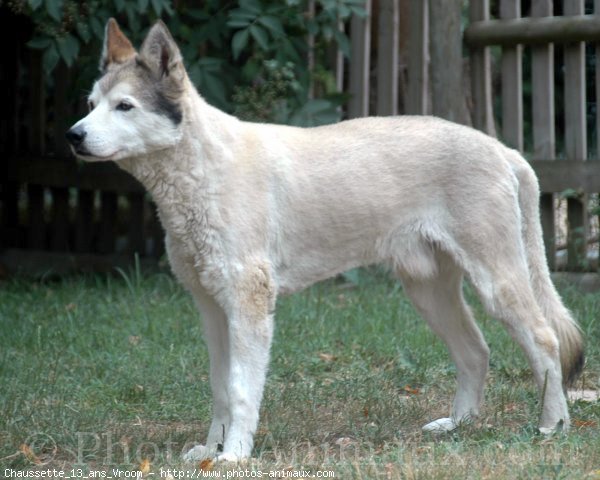 Photo de Husky siberien