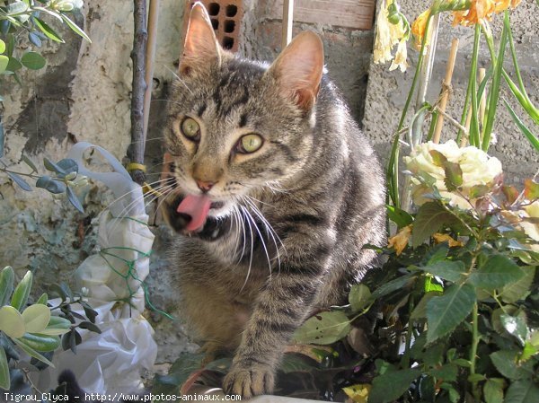 Photo de Chat domestique