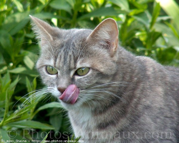 Photo de Chat domestique