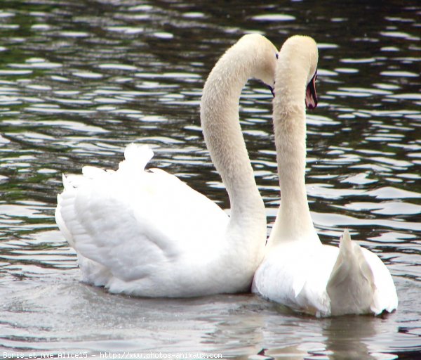 Photo de Cygne