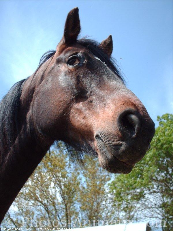 Photo de Trotteur franais