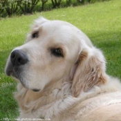 Photo de Golden retriever