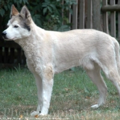 Photo de Husky siberien