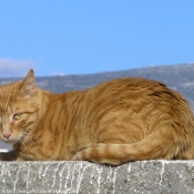 Photo de Chat domestique