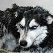 Photo de Husky siberien