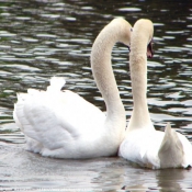 Photo de Cygne