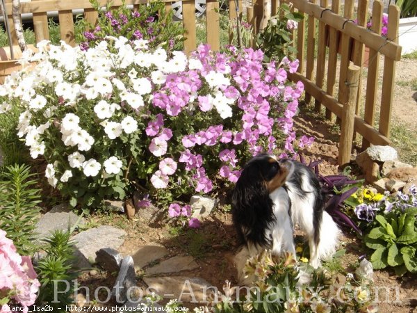 Photo de Cavalier king charles spaniel