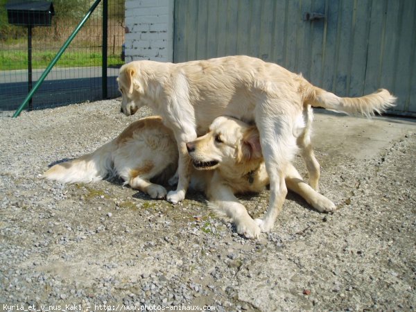 Photo de Golden retriever