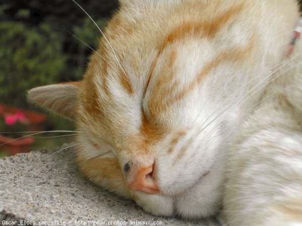 Photo de Chat domestique