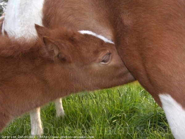 Photo de Shetland