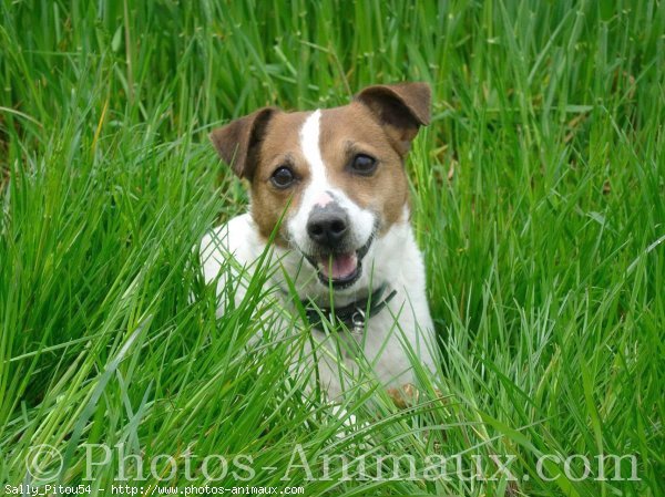 Photo de Jack russell terrier