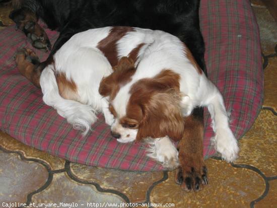 Photo de Cavalier king charles spaniel