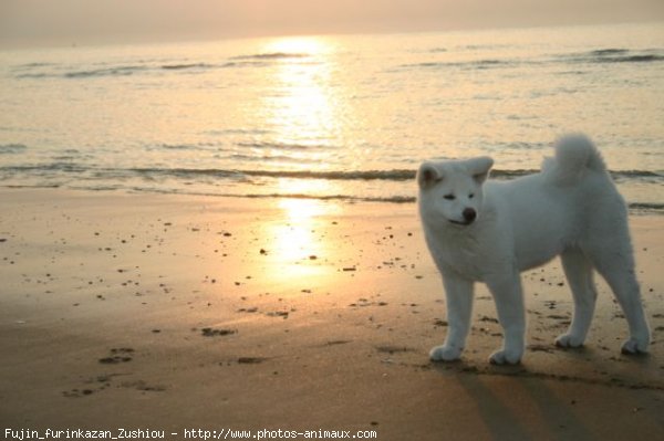 Photo d'Akita inu