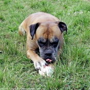 Photo de Boxer